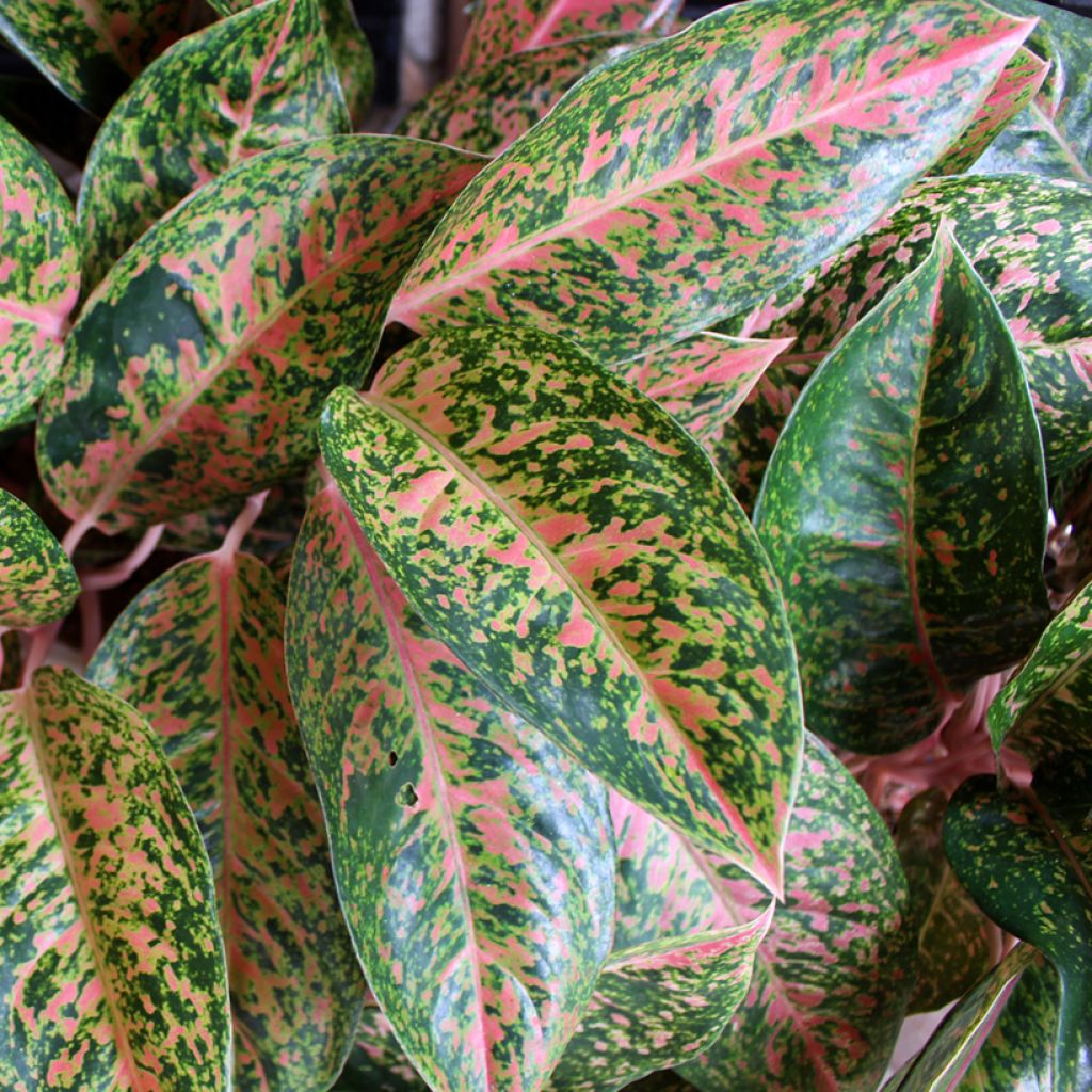 Aglaonema Red Valentine - Kolbenfaden
