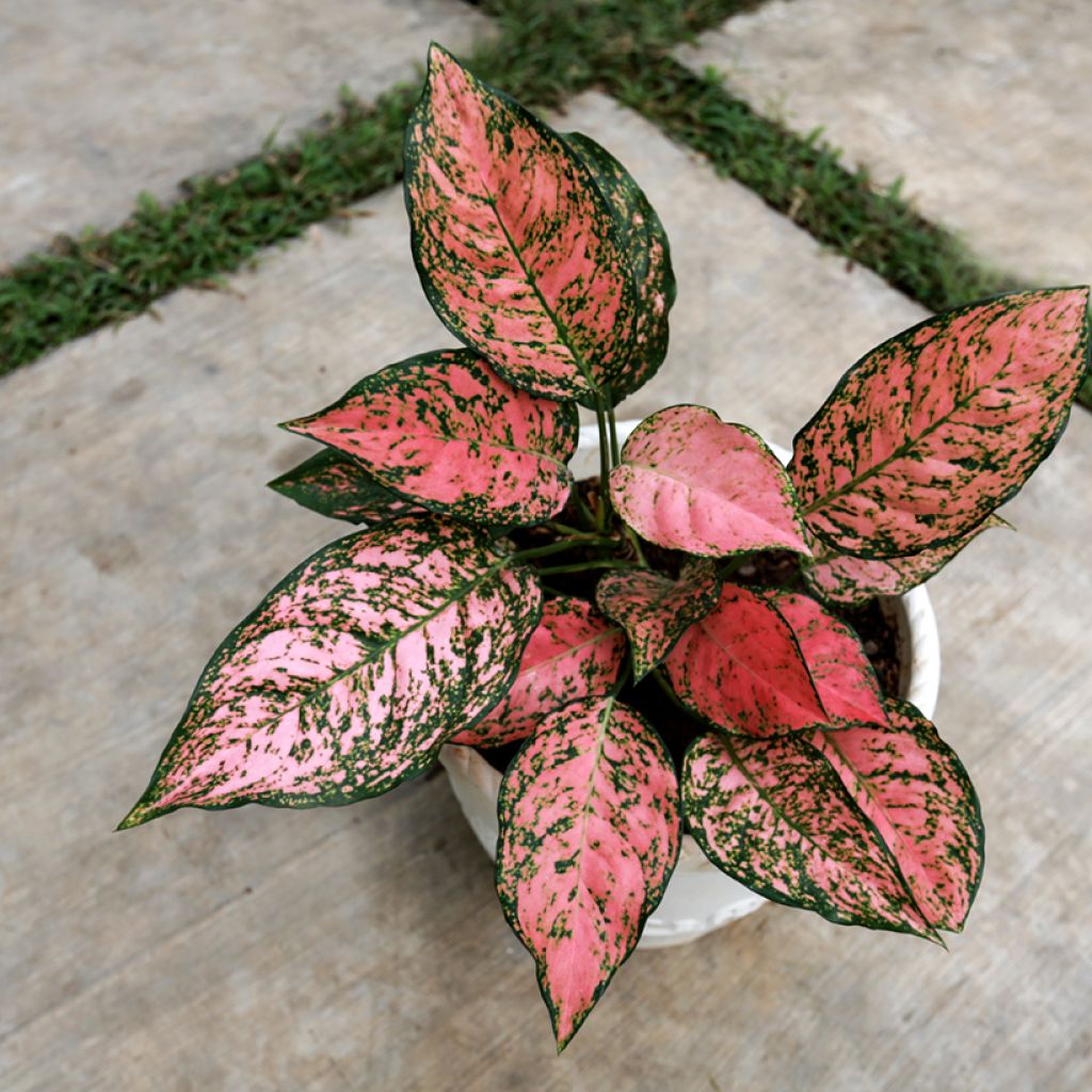 Aglaonema Red Valentine - Kolbenfaden