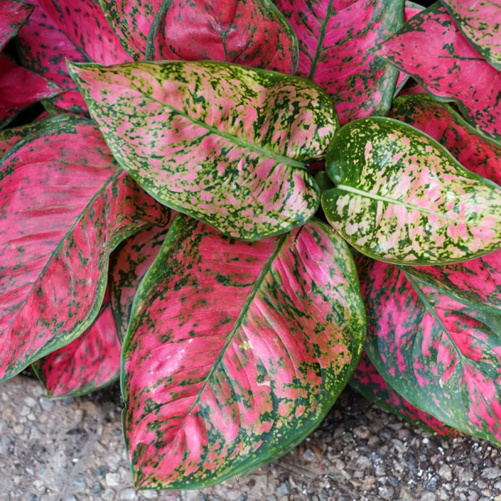 Aglaonema Red Valentine - Kolbenfaden