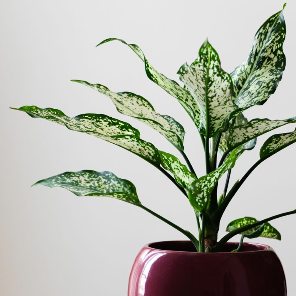 Aglaonema Snowflake - Kolbenfaden