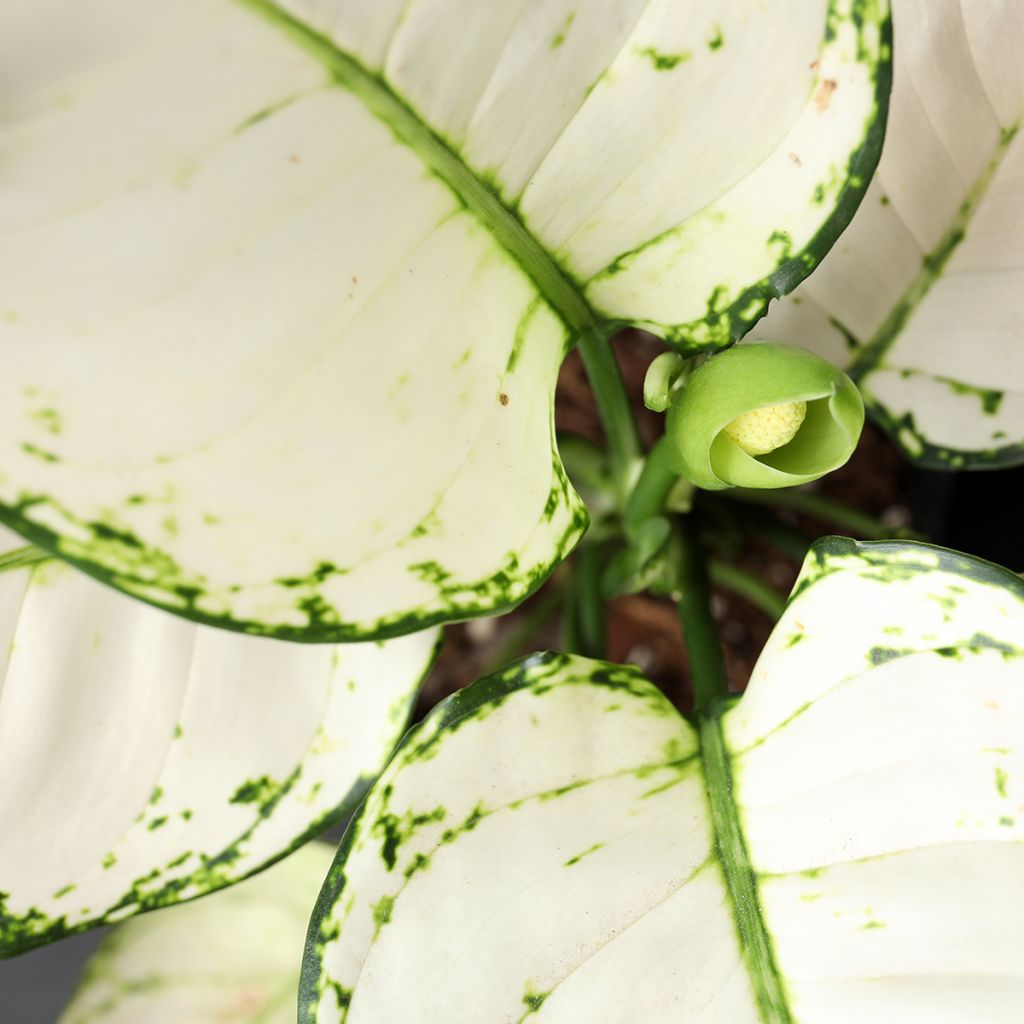Aglaonema Variegata Pearls - Kolbenfaden