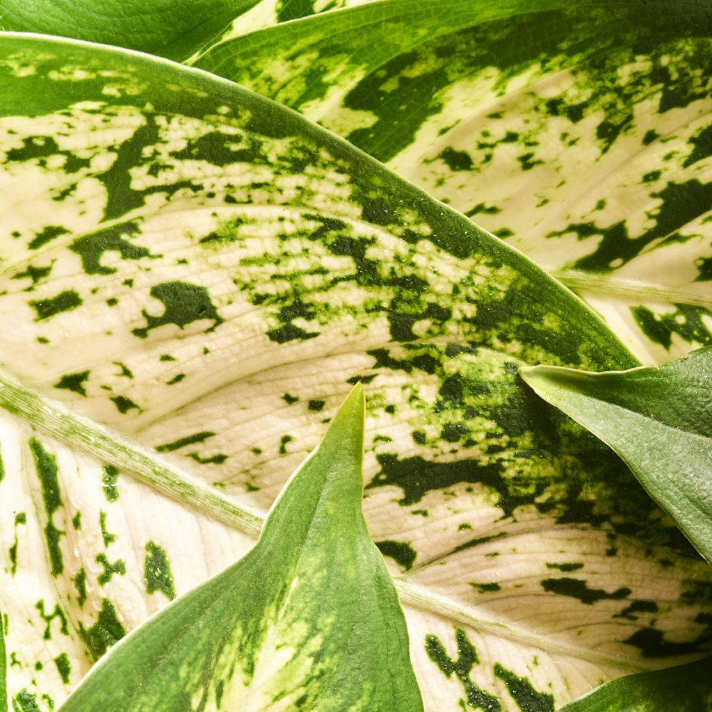 Aglaonema Variegata Pearls - Kolbenfaden