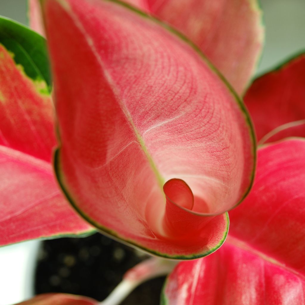 Aglaonema Red Zircon