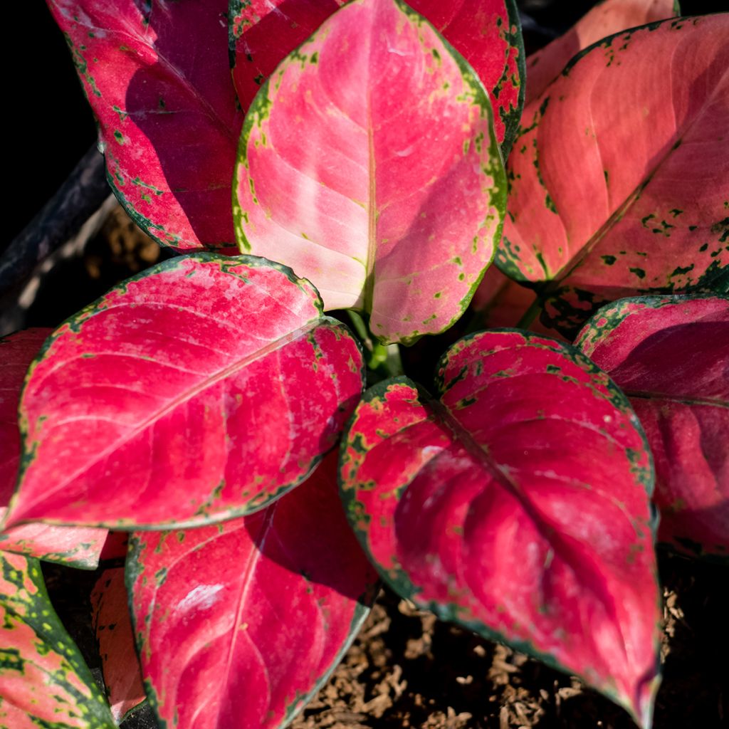 Aglaonema Rich Red - Kolbenfaden