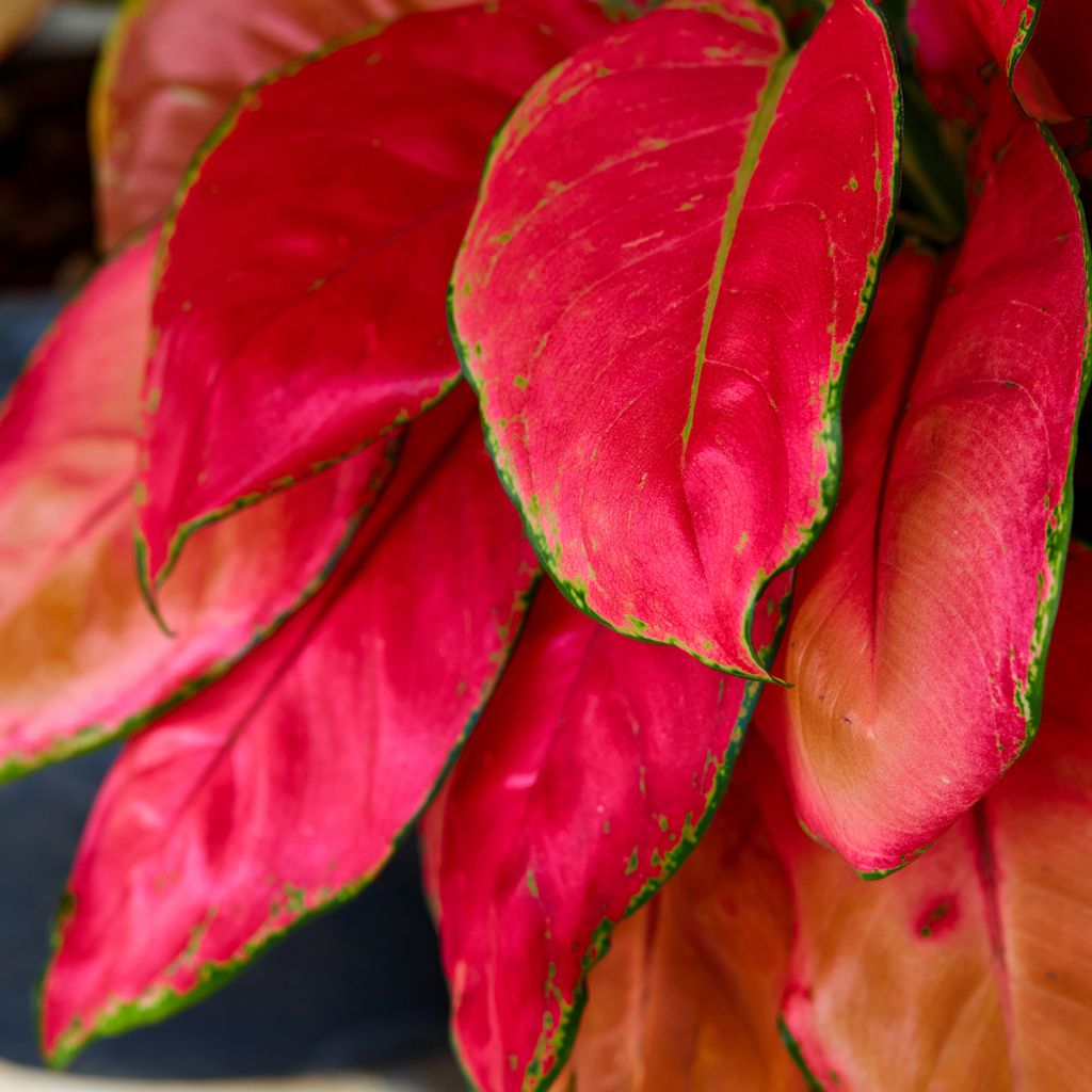 Aglaonema Rich Red - Kolbenfaden