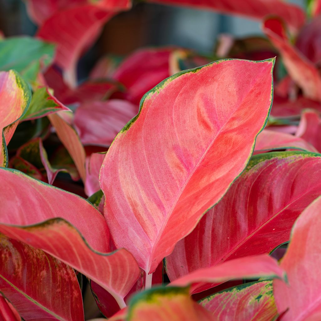 Aglaonema Rich Red - Kolbenfaden