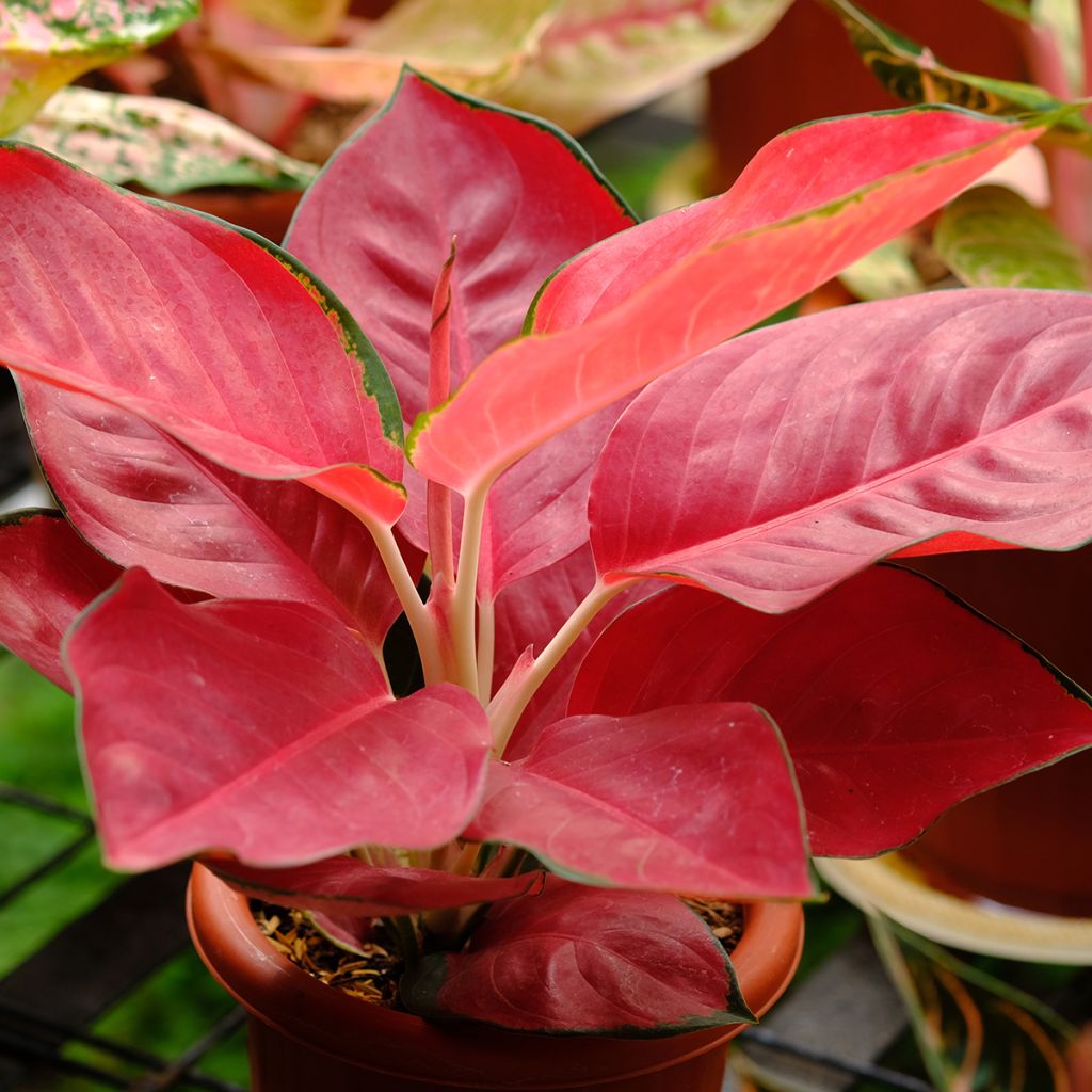 Aglaonema Rich Red - Kolbenfaden