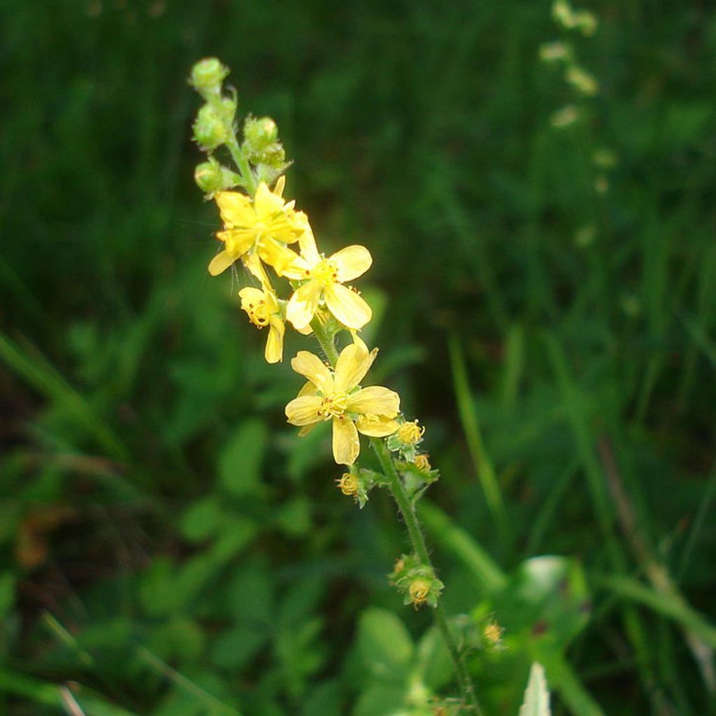 Agrimonia eupatoria - Gemeiner Odermennig