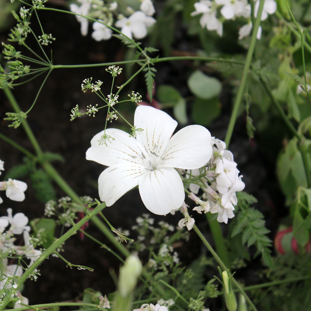 Agrostemma githago Ocean Pearl (Samen) - Gewöhnliche Kornrade