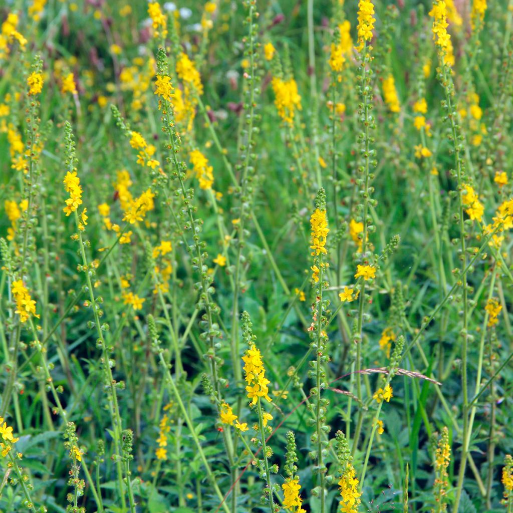 Agrimonia eupatoria - Gemeiner Odermennig