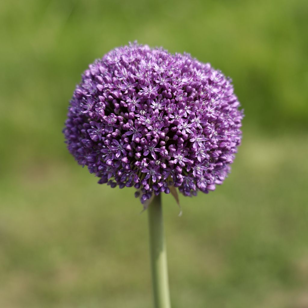 Allium Ambassador - Zierlauch