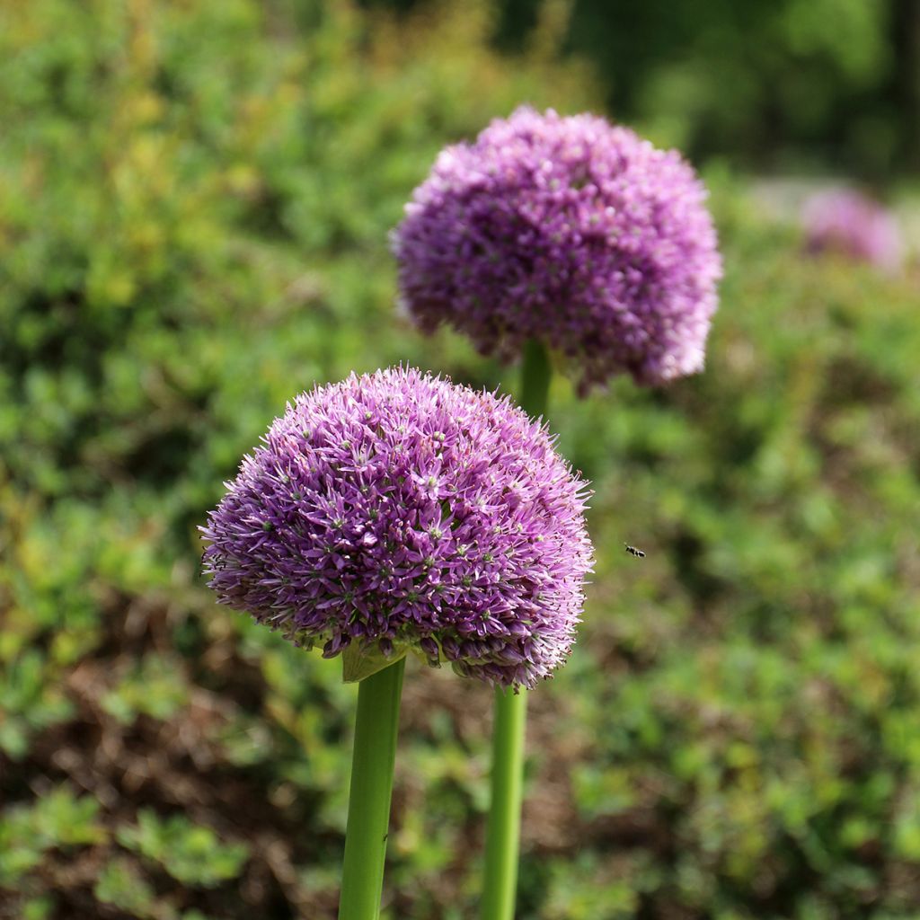 Allium Lucky Balloons - Zierlauch