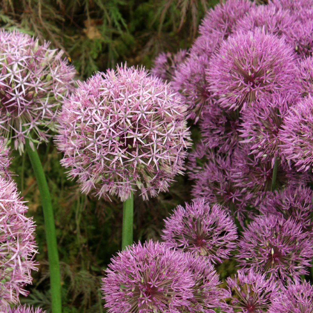 Allium Universe - Riesen-Lauch
