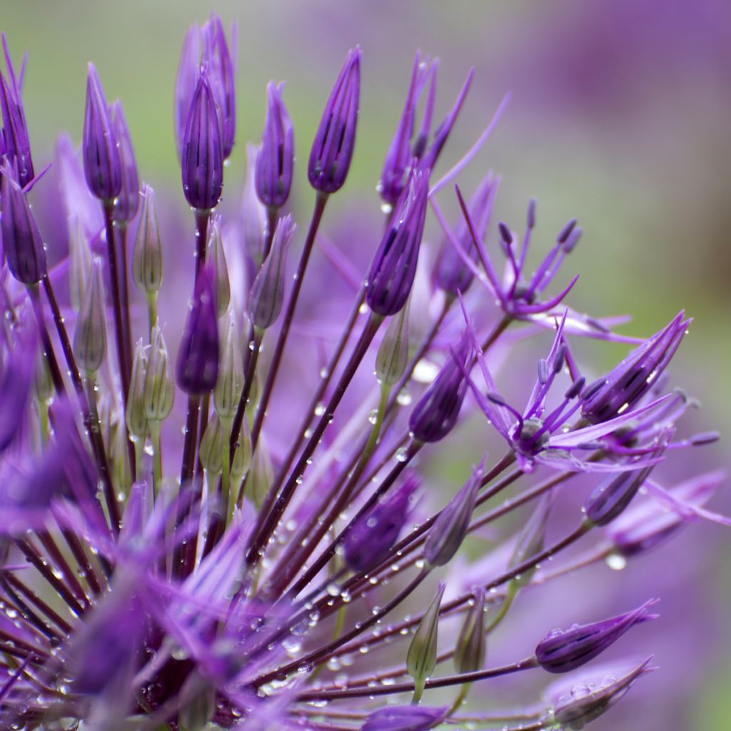 Allium aflatunense Purple Sensation - Zierlauch