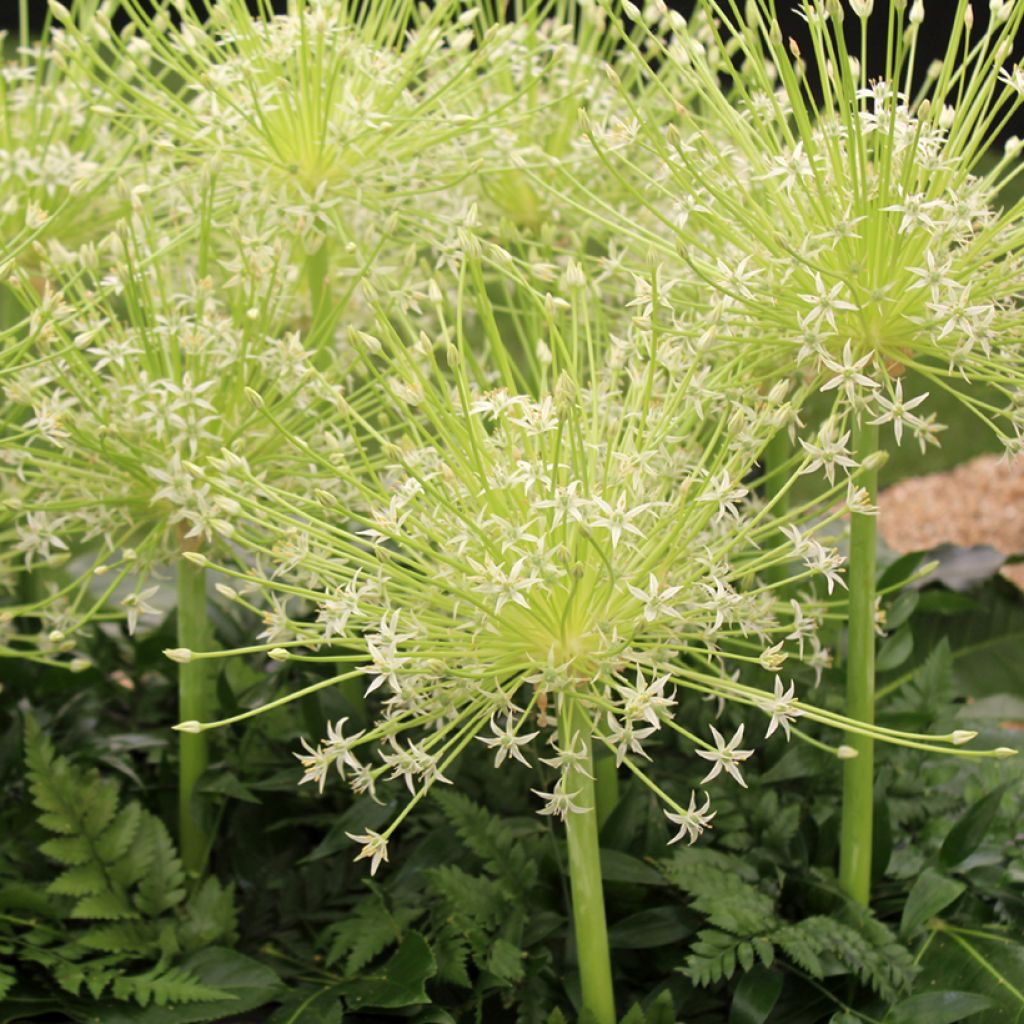 Allium schubertii Arctic Snow - Schuberts Lauch
