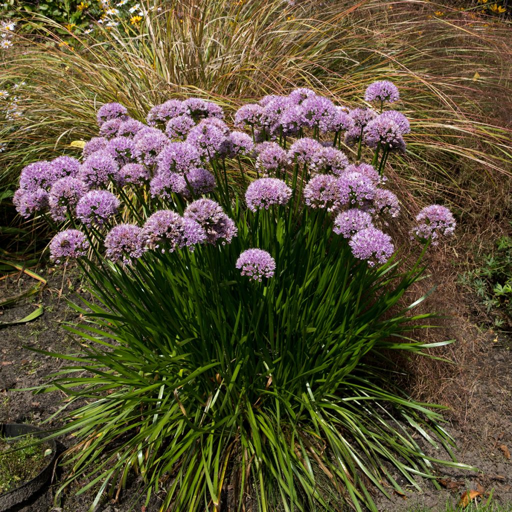 Allium senescens Summer Beauty - Berg-Lauch