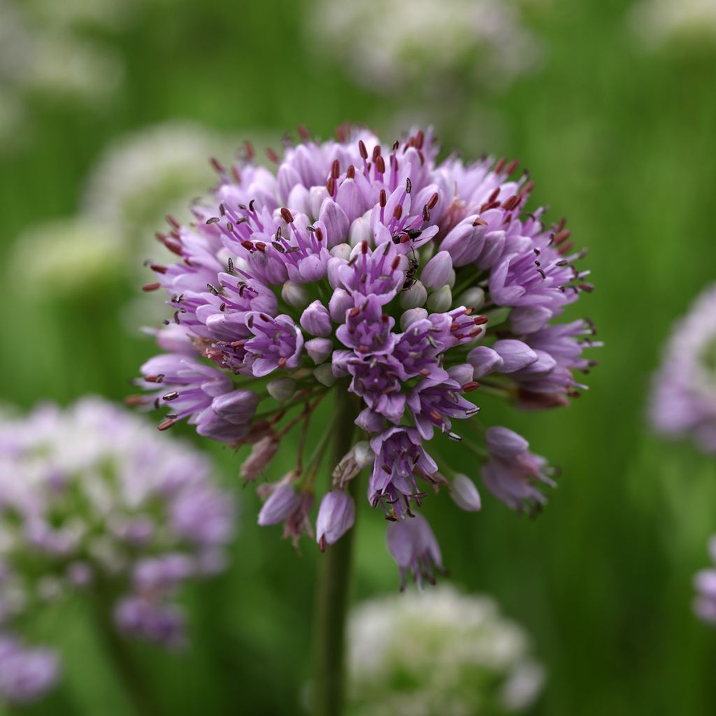 Allium senescens Summer Beauty - Berg-Lauch
