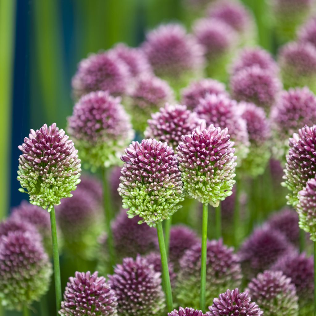 Allium sphaerocephalon - Kugellauch