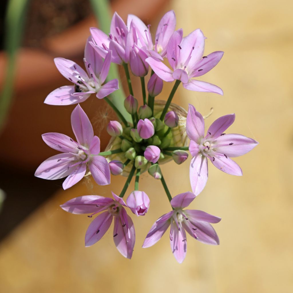 Allium unifolium Eros - Einblättriger Lauch