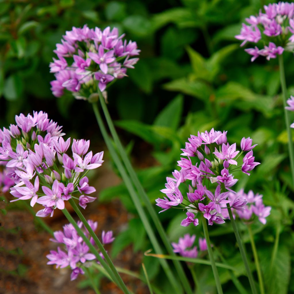 Allium unifolium Eros - Einblättriger Lauch