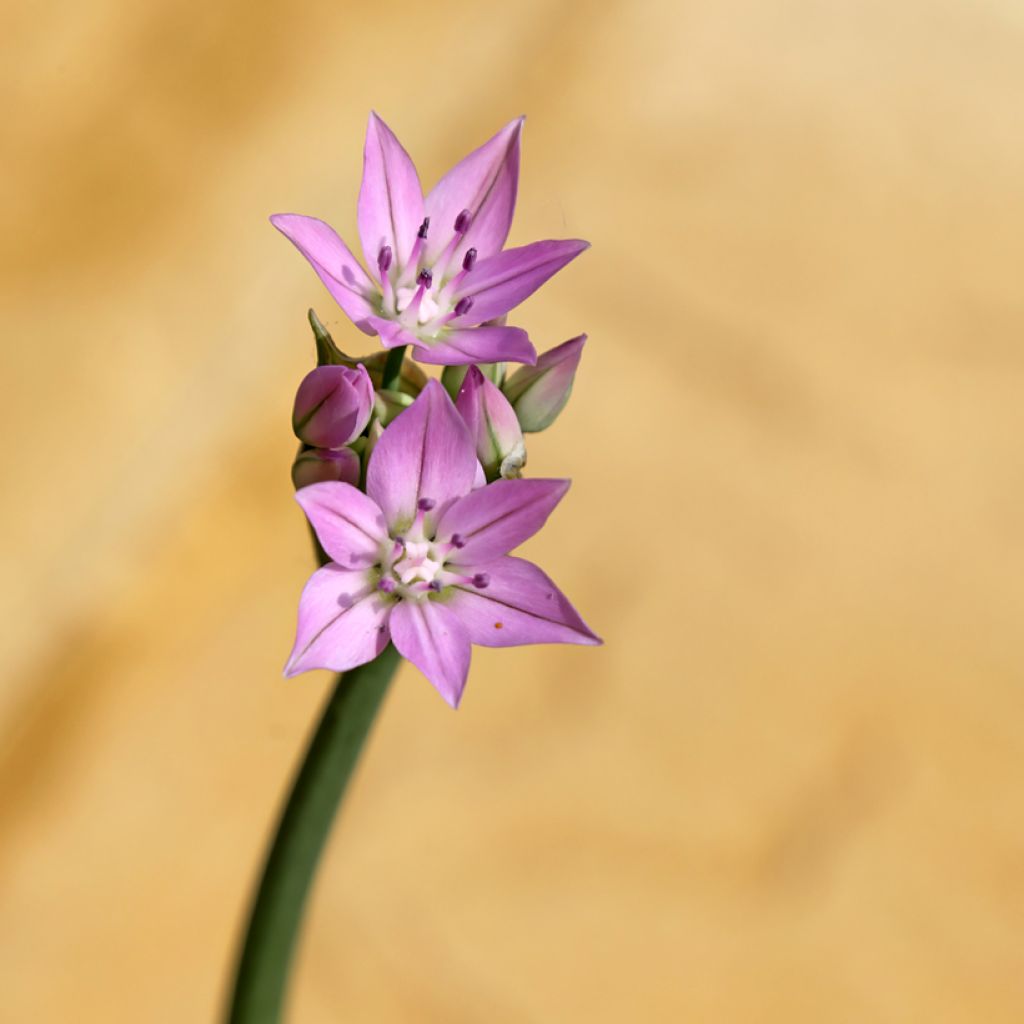 Allium unifolium Eros - Einblättriger Lauch