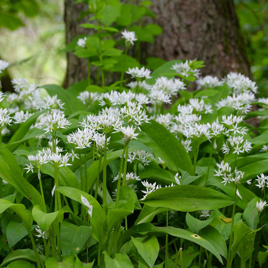 Allium ursinum - Bärlauch