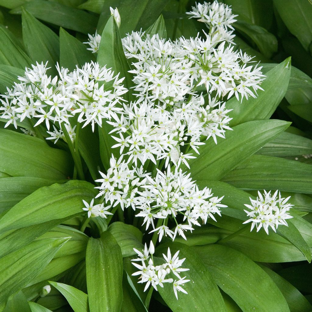 Allium ursinum - Bärlauch