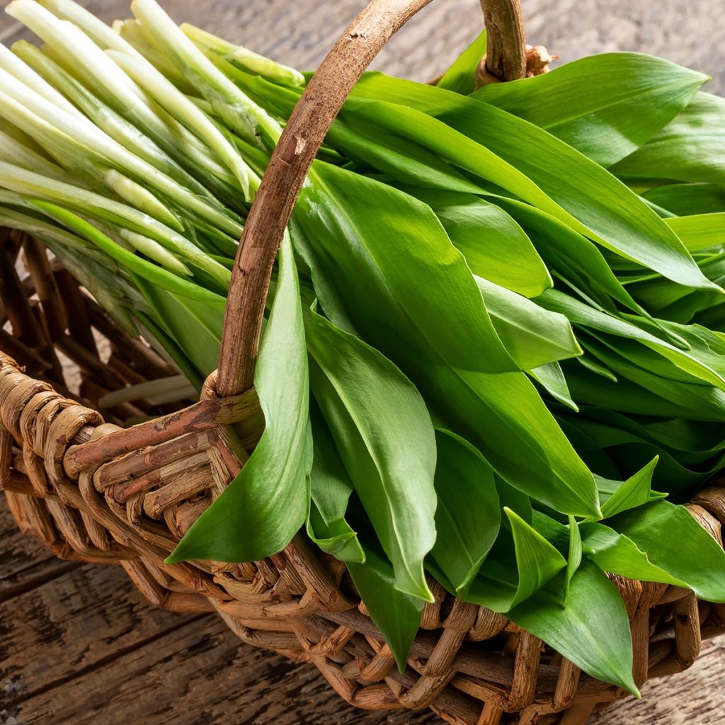 Allium ursinum - Bärlauch