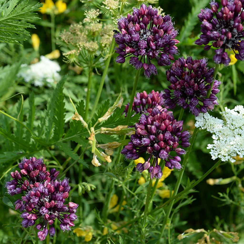 Schlangen-Lauch Scorodoprasum