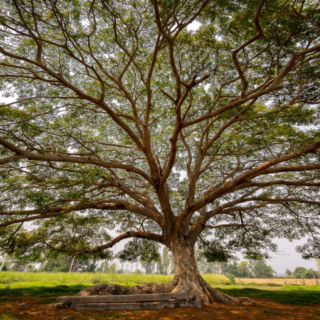 Albizia saman - Regenbaum