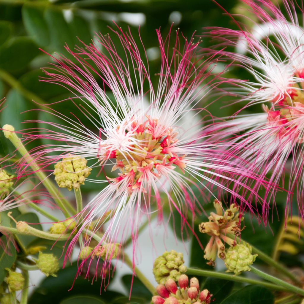 Albizia saman - Regenbaum