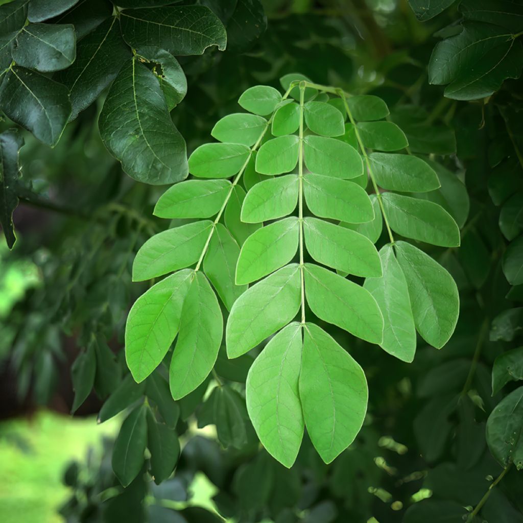 Albizia saman - Regenbaum