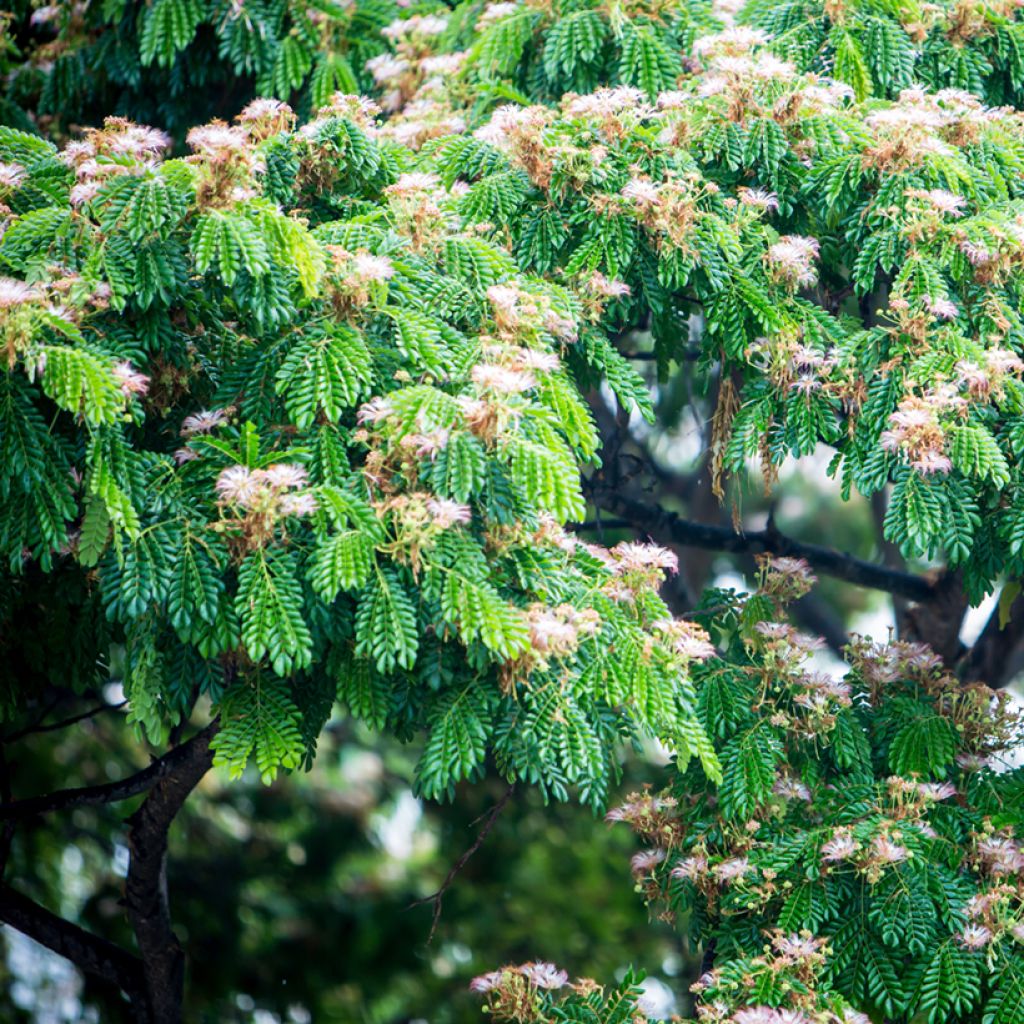 Albizia saman - Regenbaum
