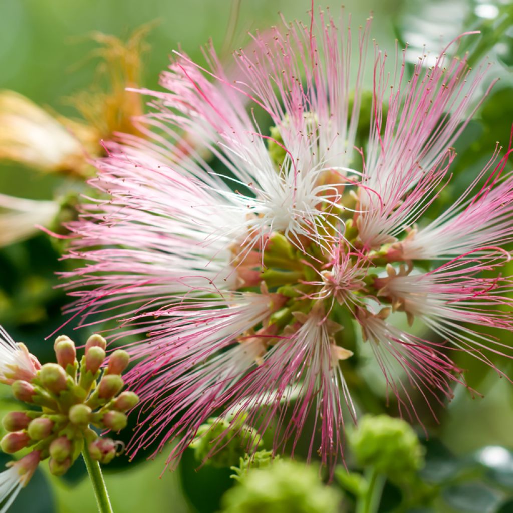 Albizia saman - Regenbaum