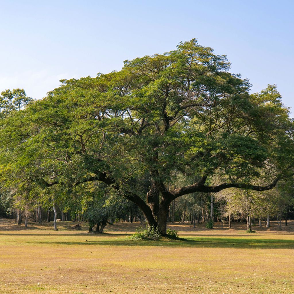 Albizia saman - Regenbaum