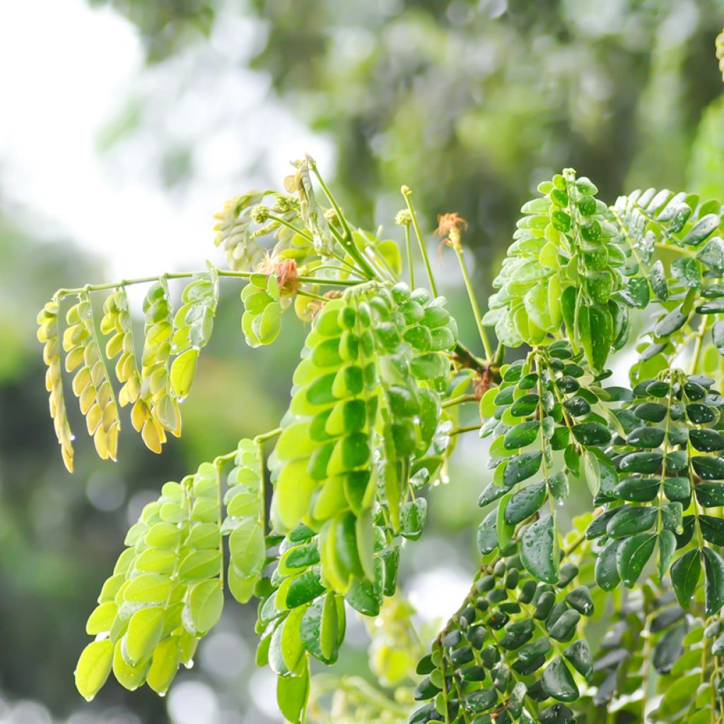 Albizia saman - Regenbaum