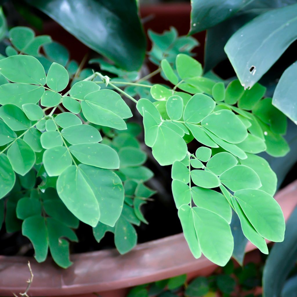 Albizia saman - Regenbaum