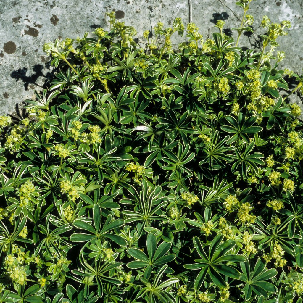 Alchemilla alpina - Alpen-Frauenmantel