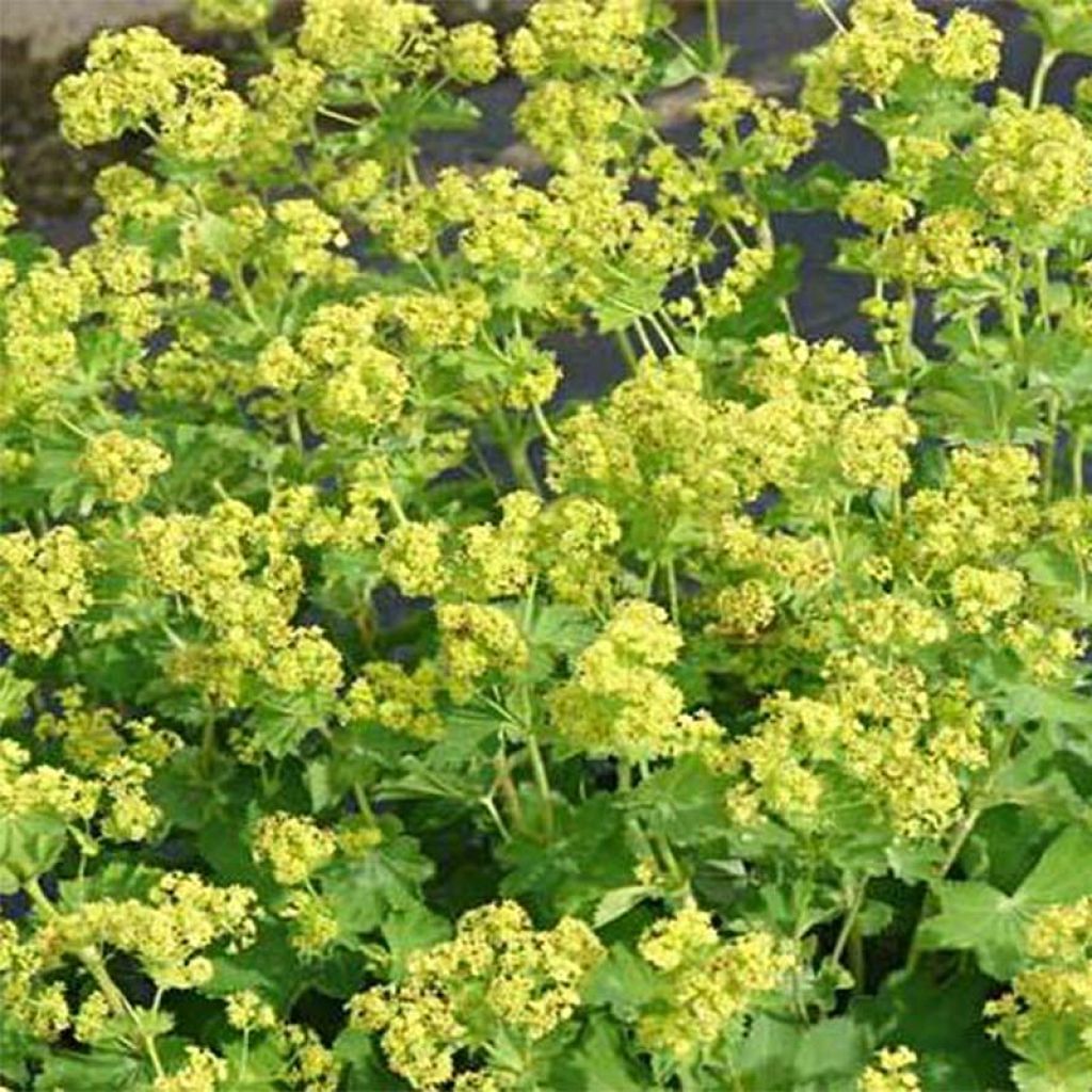 Alchemilla epipsila - Kahler Frauenmantel