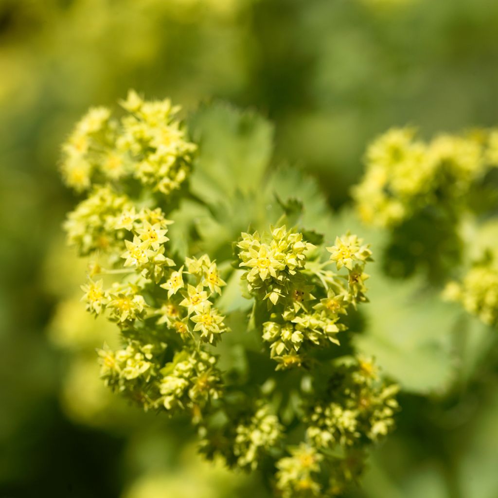 Alchemilla epipsila - Kahler Frauenmantel