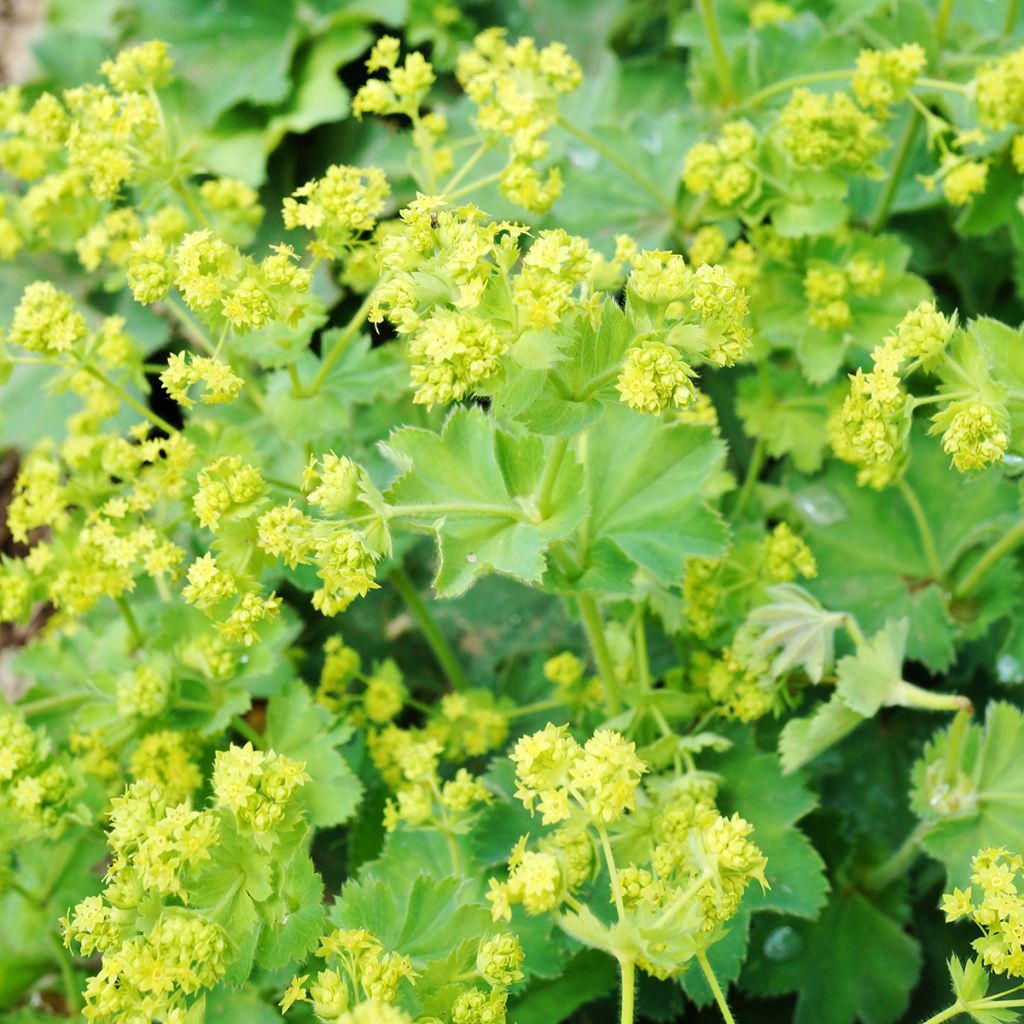 Alchemilla mollis - Weicher Frauenmantel