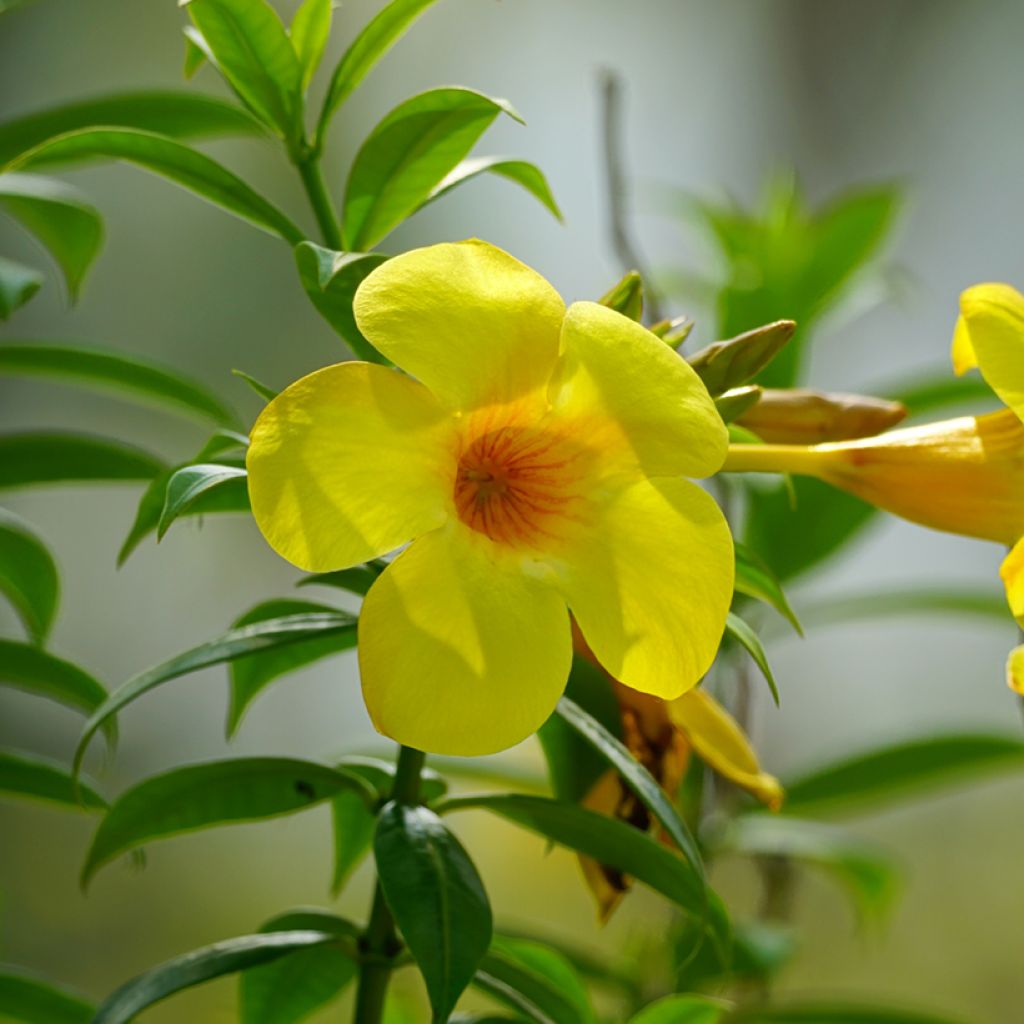 Allamanda cathartica - GoldtrompeteTrompette d'or