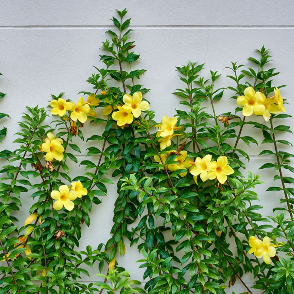 Allamanda cathartica - GoldtrompeteTrompette d'or