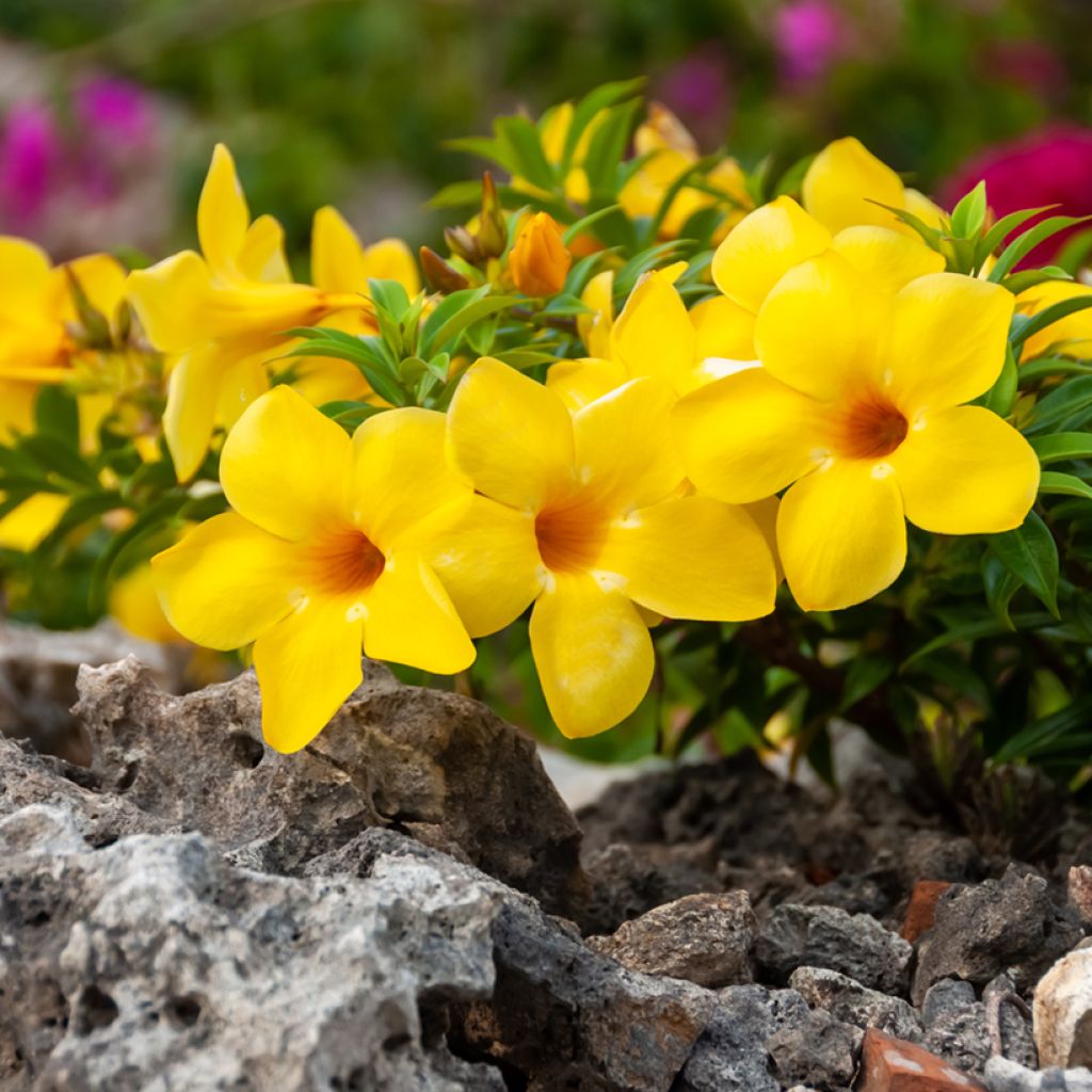 Allamanda cathartica - GoldtrompeteTrompette d'or