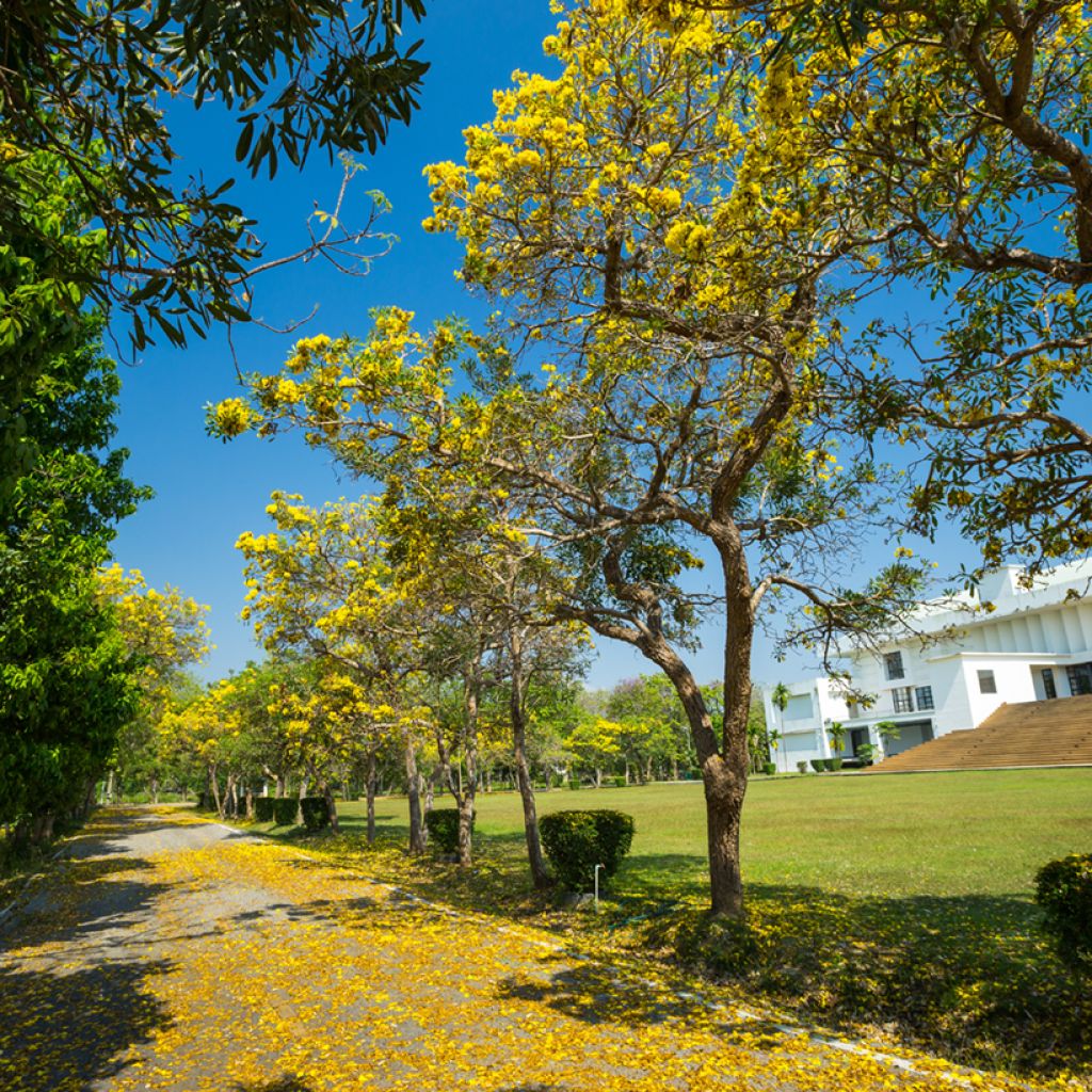 Allamanda cathartica - GoldtrompeteTrompette d'or
