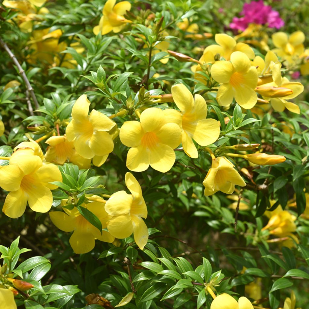 Allamanda cathartica - GoldtrompeteTrompette d'or