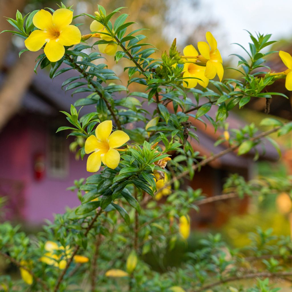 Allamanda cathartica - GoldtrompeteTrompette d'or
