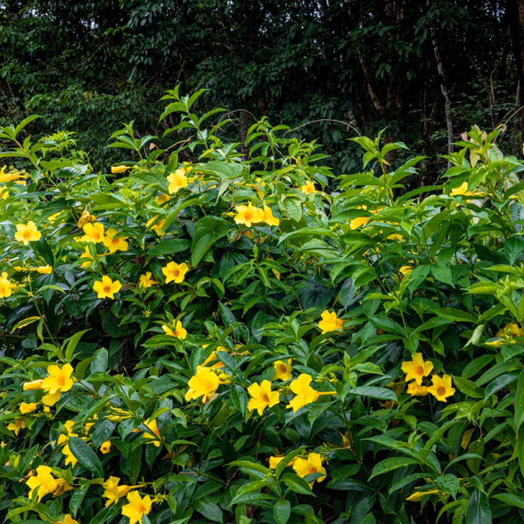 Allamanda cathartica - GoldtrompeteTrompette d'or