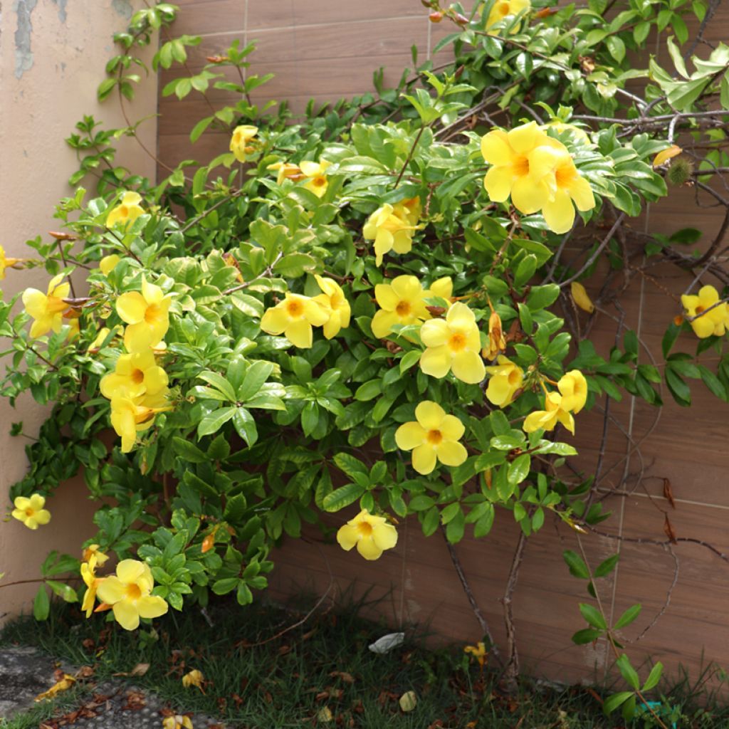 Allamanda cathartica - GoldtrompeteTrompette d'or