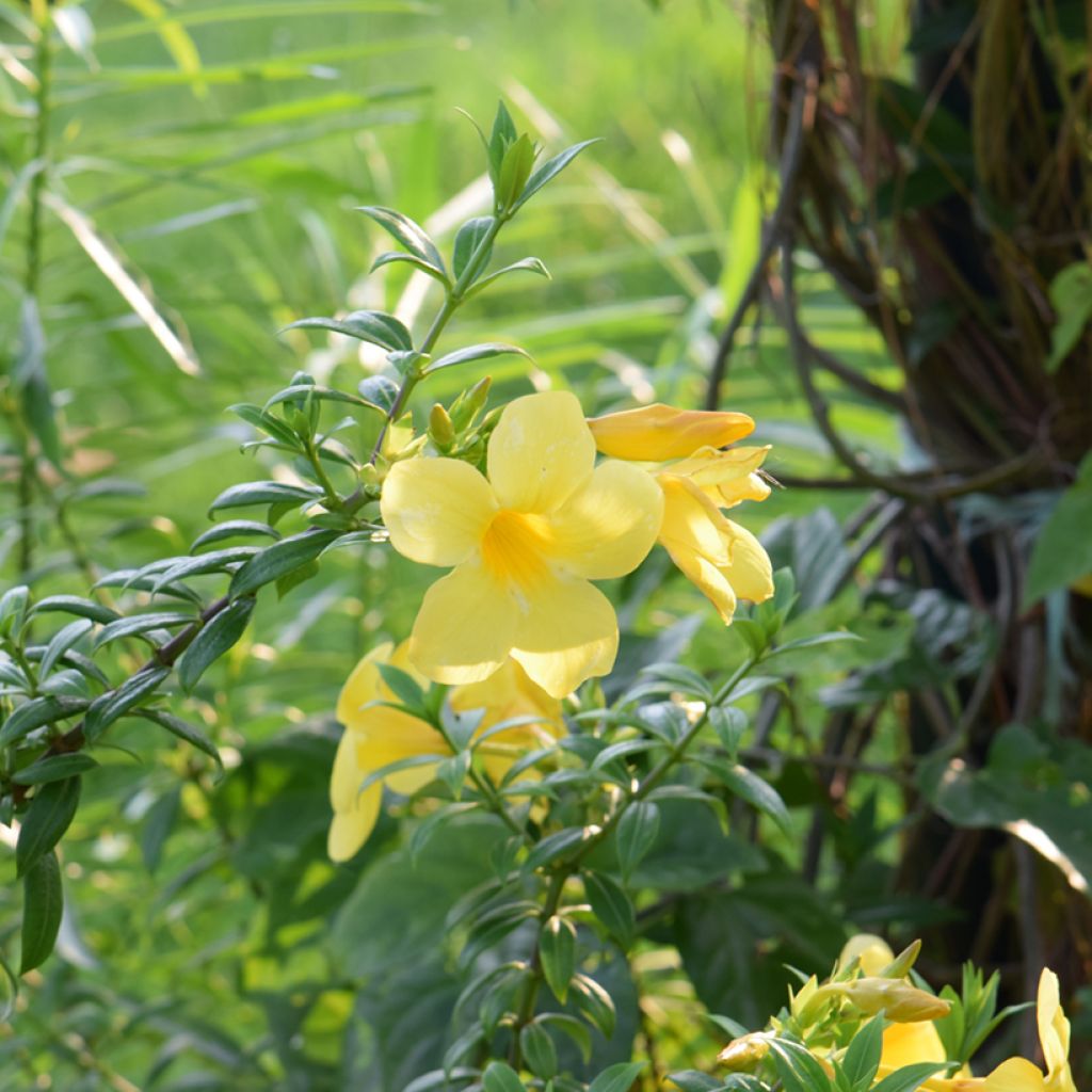 Allamanda cathartica - GoldtrompeteTrompette d'or